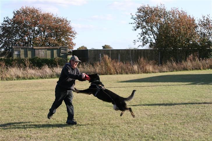 Schæferhund Jen-Ager's Jasko R.I.P - jasko 7mdr gruppe C billede 12