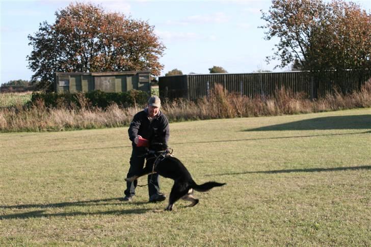 Schæferhund Jen-Ager's Jasko R.I.P - jasko 7mdr gruppe C billede 13