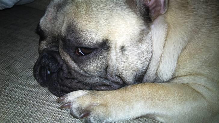 Fransk bulldog Æ-msig billede 1