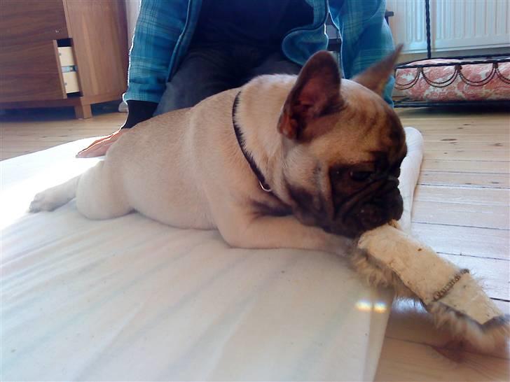 Fransk bulldog Æ-msig billede 2