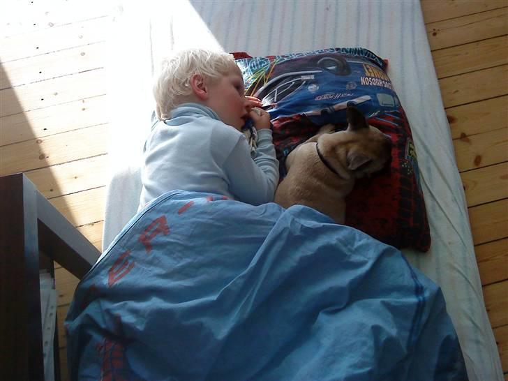 Fransk bulldog Æ-msig billede 3