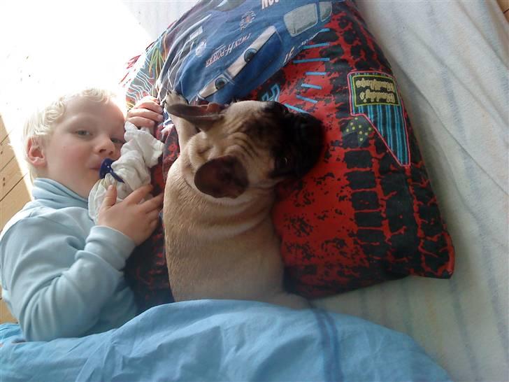 Fransk bulldog Æ-msig billede 4