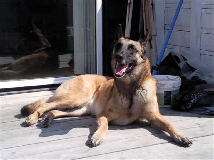 Malinois Isell's Xiff billede 13