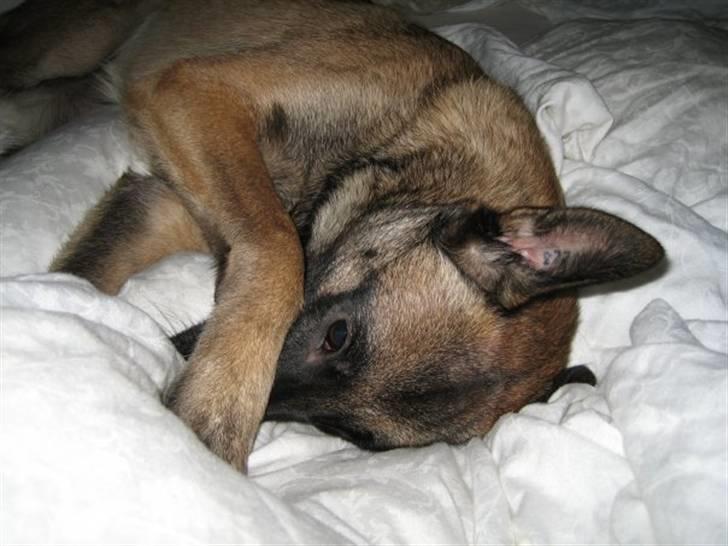 Malinois Isell's Xiff billede 14