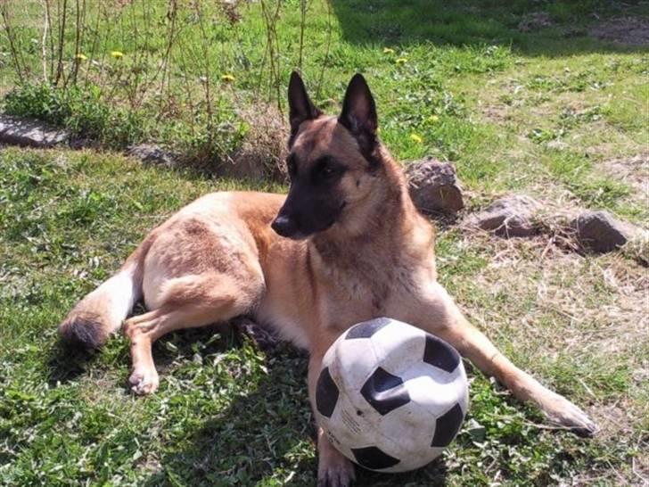 Malinois Isell's Xiff billede 15
