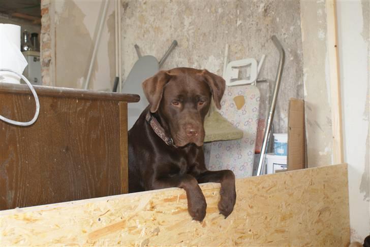 Labrador retriever Samson - En stolt far kigger til sine 10 hvalpe :-) billede 16