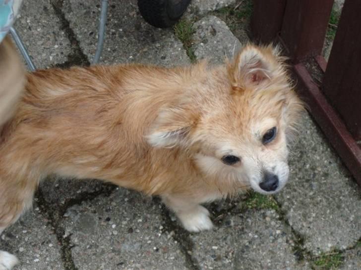 Chihuahua Gucci <3 billede 16