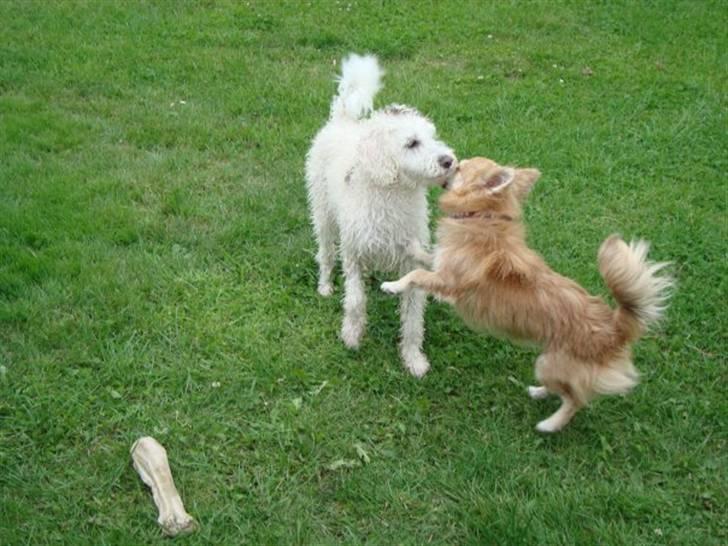 Chihuahua Gucci <3 billede 17