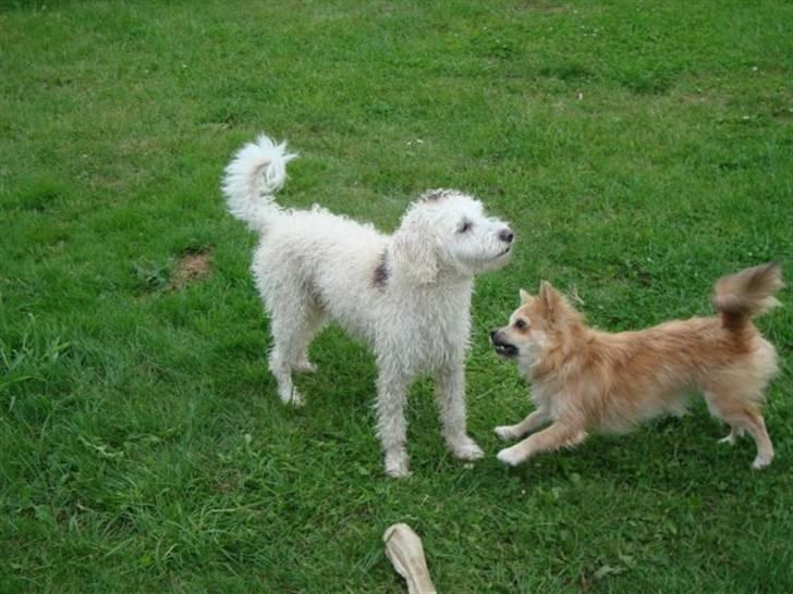 Chihuahua Gucci <3 billede 18