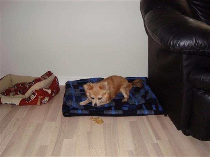 Chihuahua Gucci <3 billede 19