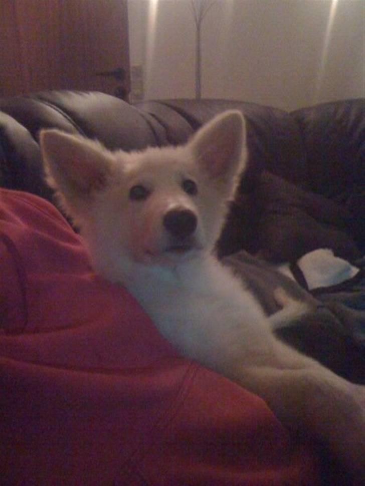 Hvid schæfer Seamus billede 3