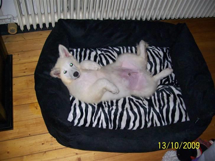 Hvid schæfer Seamus billede 4