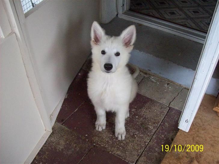 Hvid schæfer Seamus billede 5