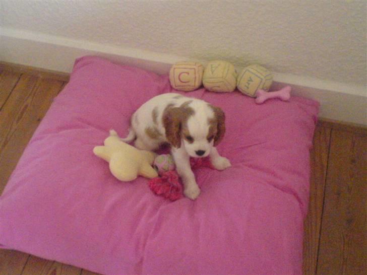 Cavalier king charles spaniel Gaia - Aadalens  billede 5