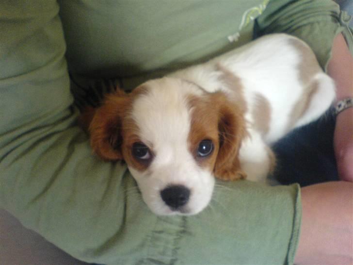 Cavalier king charles spaniel Gaia - Aadalens  billede 6