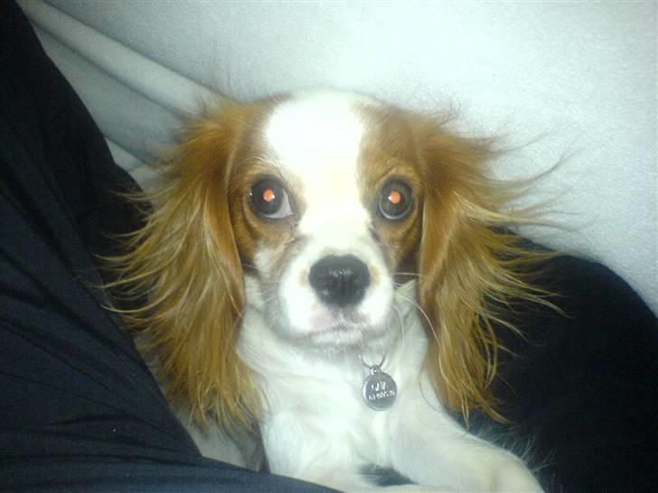 Cavalier king charles spaniel Gaia - Aadalens  billede 7