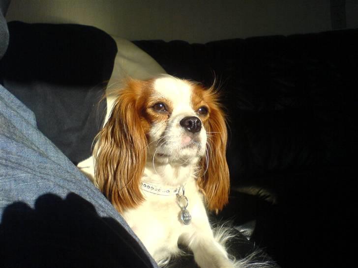 Cavalier king charles spaniel Gaia - Aadalens  billede 8