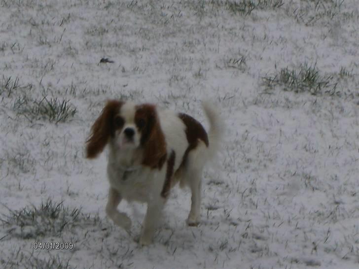 Cavalier king charles spaniel Gaia - Aadalens  billede 9