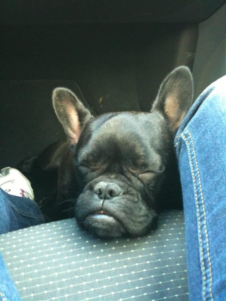 Fransk bulldog Mitzy er solgt billede 13