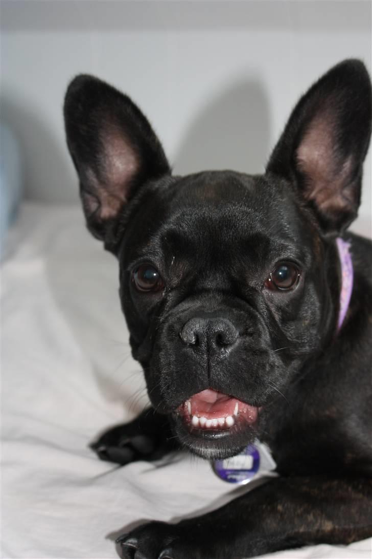 Fransk bulldog Mitzy er solgt billede 14