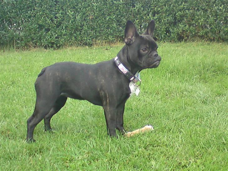 Fransk bulldog Mitzy er solgt billede 15