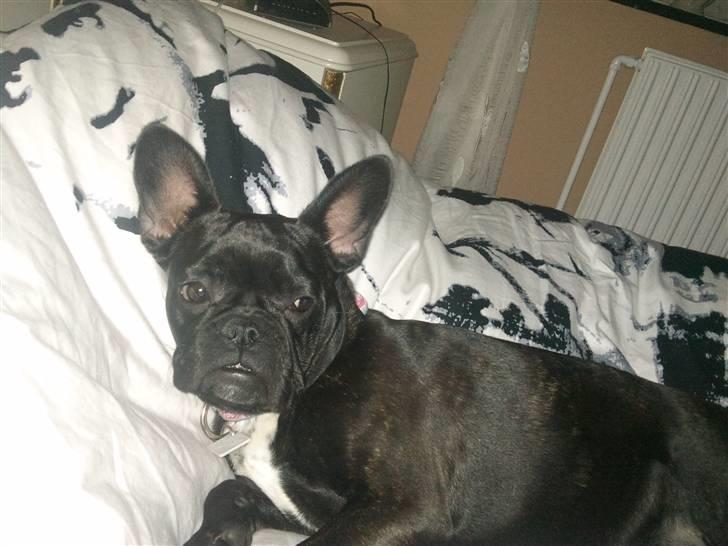 Fransk bulldog Mitzy er solgt billede 16