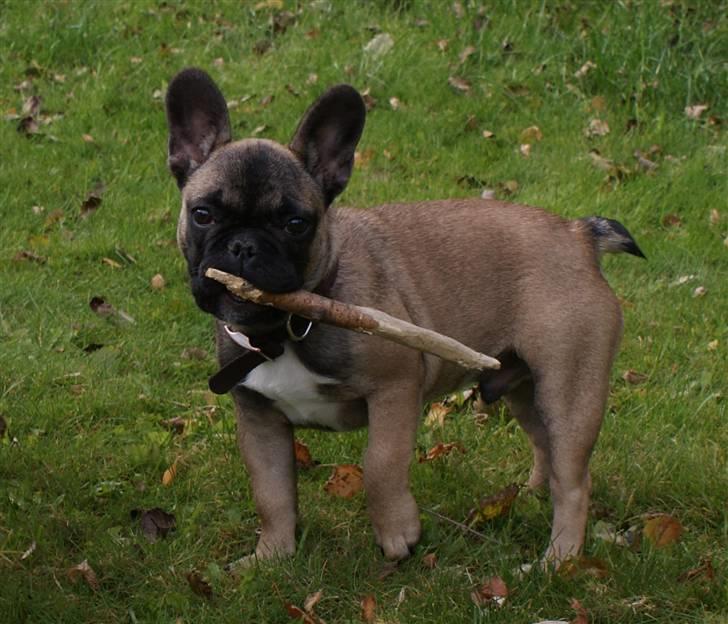 Fransk bulldog R.I.P. Balou 2013 - 3 år - 4-5 mdr billede 7