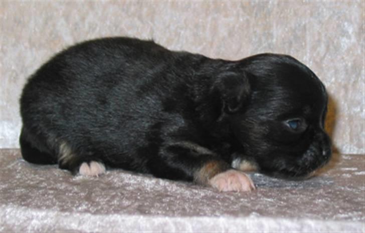 Chihuahua Sir James Bond billede 6