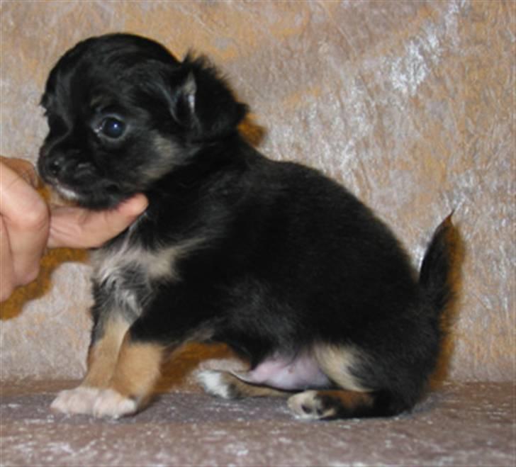 Chihuahua Sir James Bond billede 7