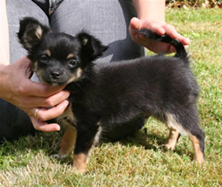 Chihuahua Sir James Bond billede 8