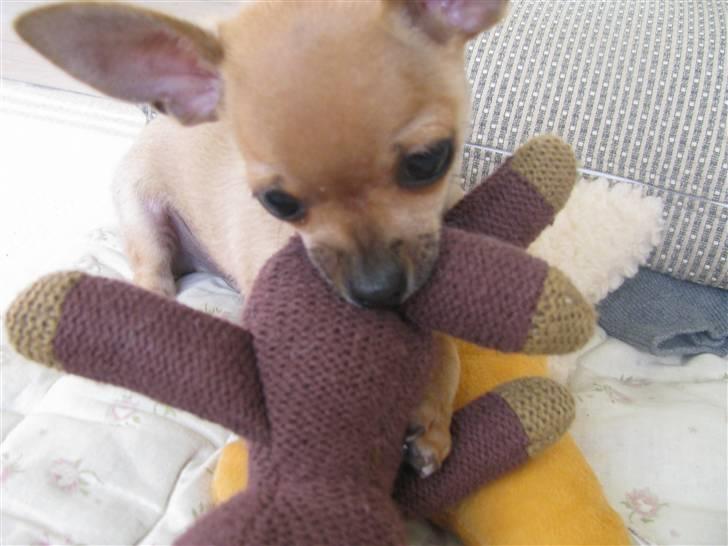 Chihuahua Eddie billede 9