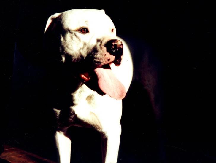 Blanding af racer Jazzy  +++R I P+++ billede 10