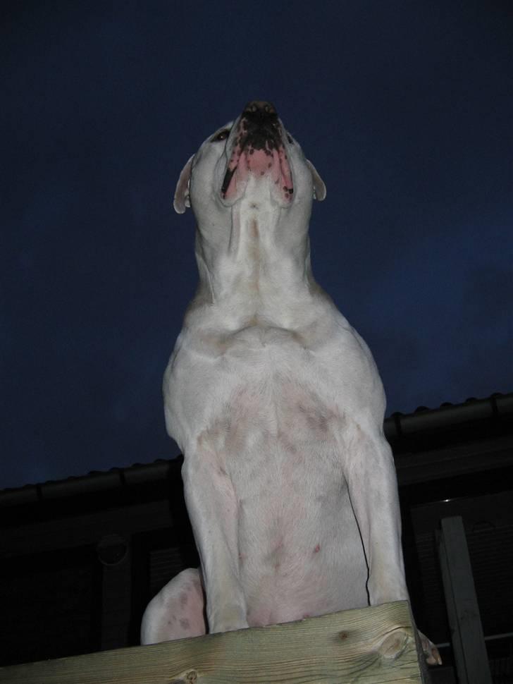 Blanding af racer Jazzy  +++R I P+++ billede 13