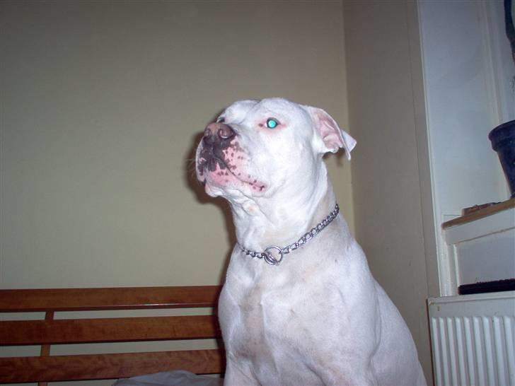 Blanding af racer Jazzy  +++R I P+++ billede 14