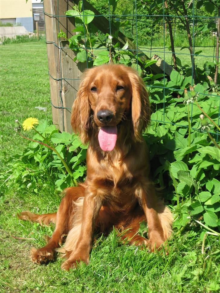 Cocker spaniel Diva  Solgt :'(  - Min skønne hun hund Diva. Hun er så fantastisk, og noget så smuk:) billede 1