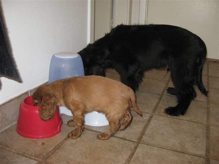 Cocker spaniel Diva  Solgt :'(  - årh lille baby Diva. Tiden flyver bare afsted billede 2