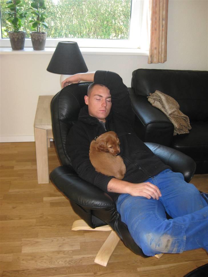 Cocker spaniel Diva  Solgt :'(  - Her putter jeg ved far. Ih det er hyggeligt. Trygt og lunt<3 billede 3