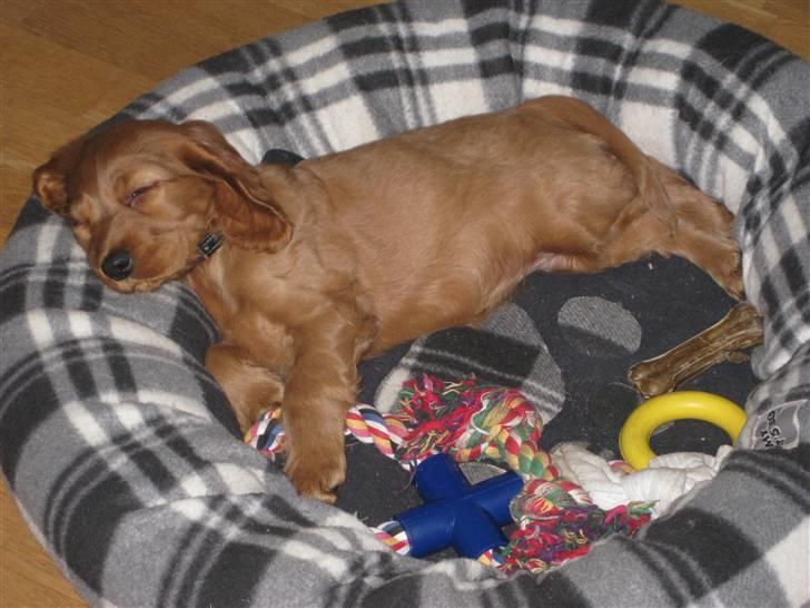 Cocker spaniel Diva  Solgt :'(  - første billede der blev taget. det første hun gjorde var at tage ALT charliges legetøj, og lægge det i HENDES kurv;) billede 4