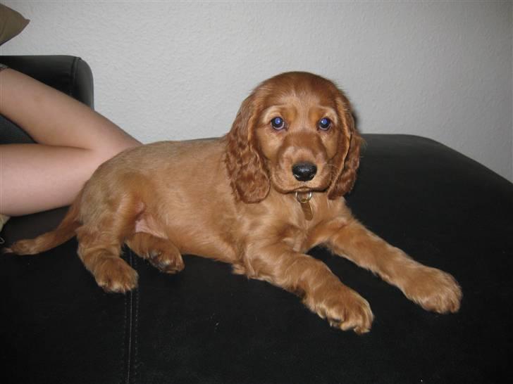 Cocker spaniel Diva  Solgt :'(  billede 5