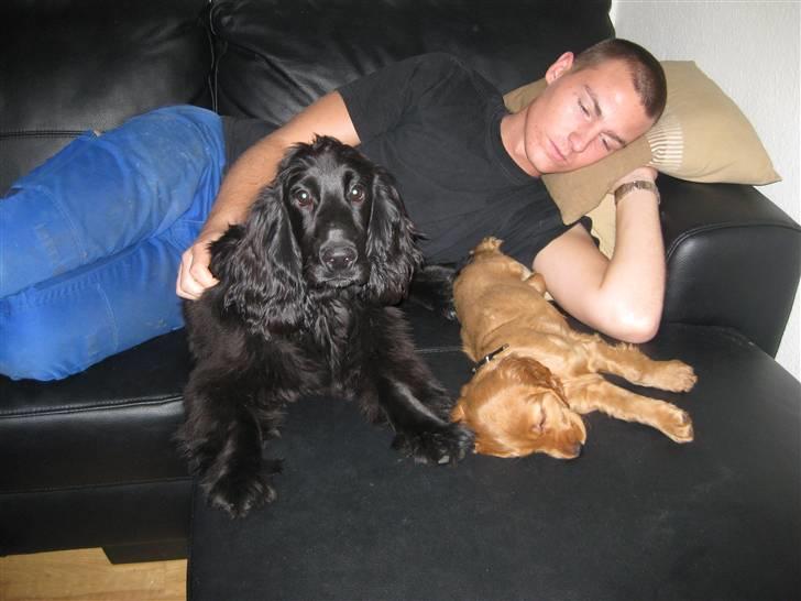 Cocker spaniel Diva  Solgt :'(  billede 6