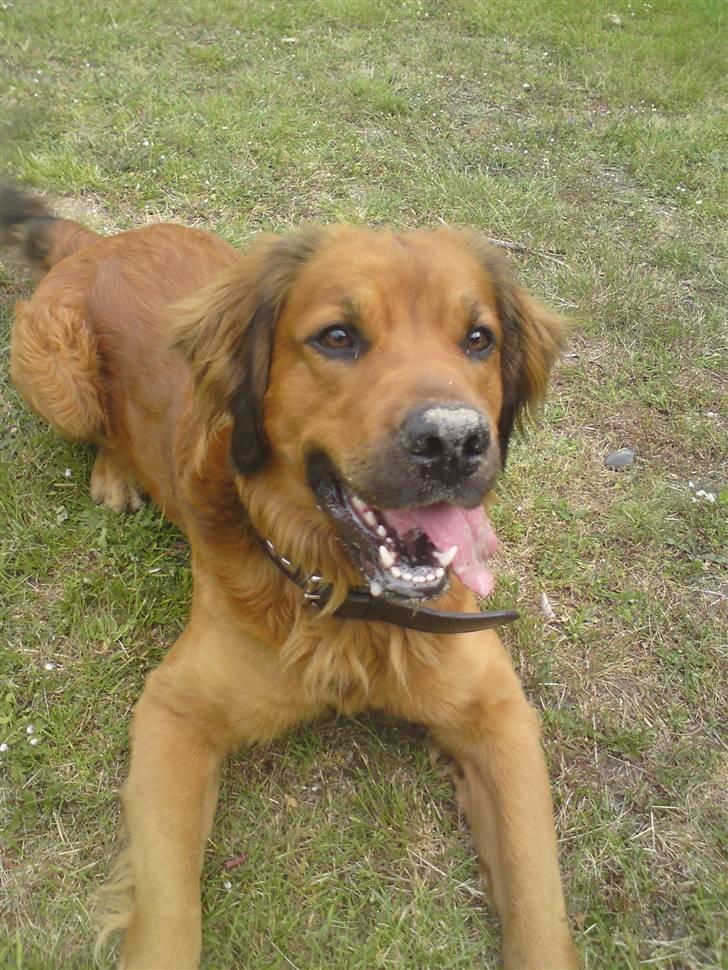 Blanding af racer Pumba billede 18