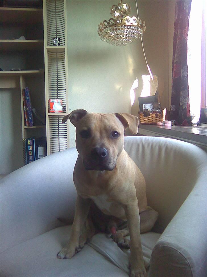 Blanding af racer Joe (himmelhund) - 21.08.09 billede 14