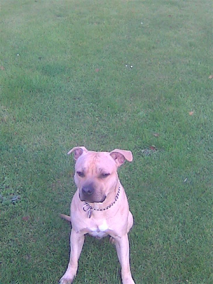 Blanding af racer Joe (himmelhund) - 21.10.09 billede 15