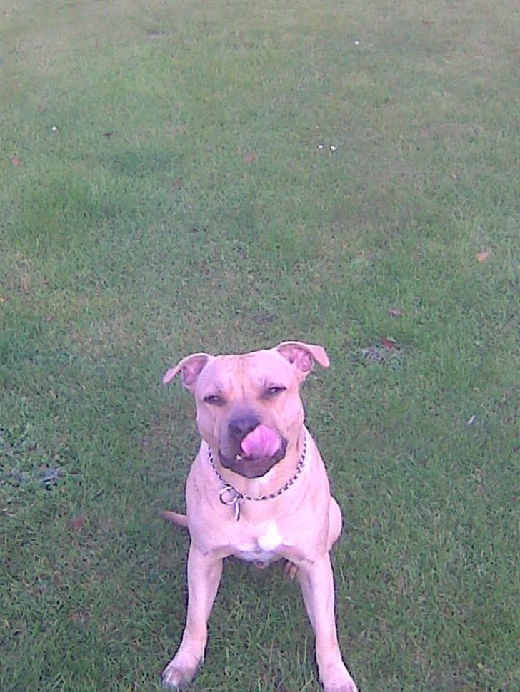 Blanding af racer Joe (himmelhund) - 21.10.09 billede 16