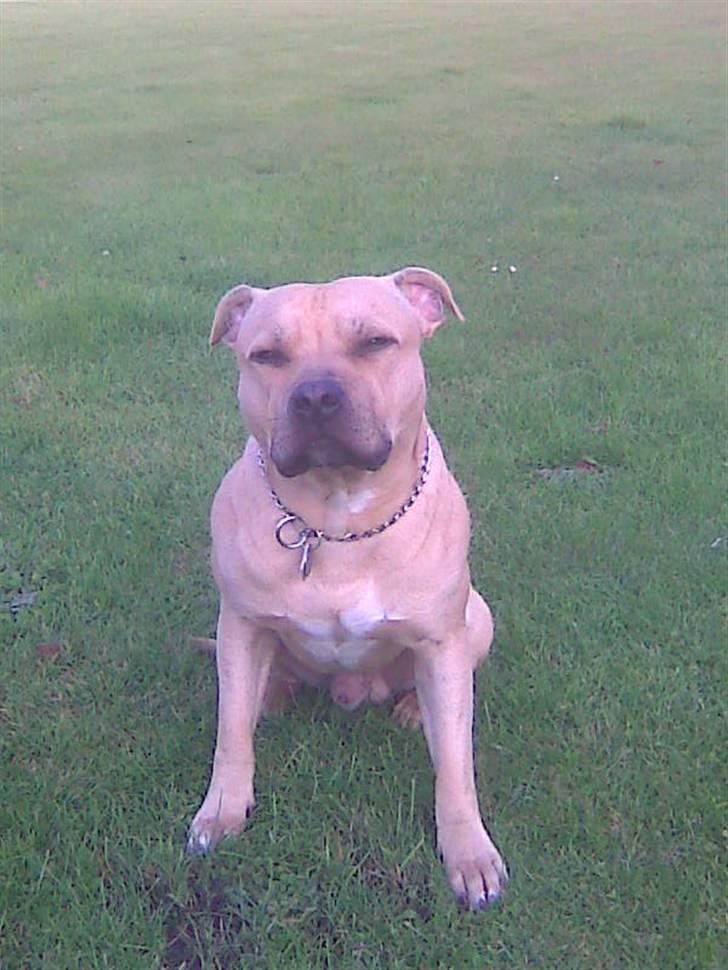 Blanding af racer Joe (himmelhund) - 21.10.09 .. Næsten 9 mdr. :) billede 17