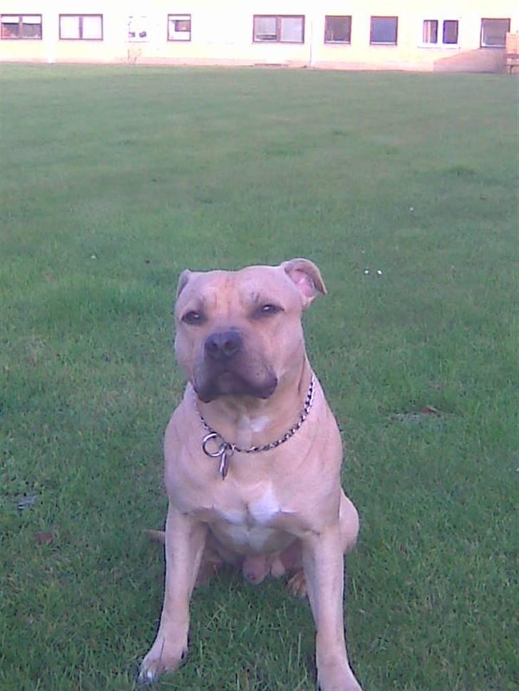 Blanding af racer Joe (himmelhund) - 21.10.09 billede 18