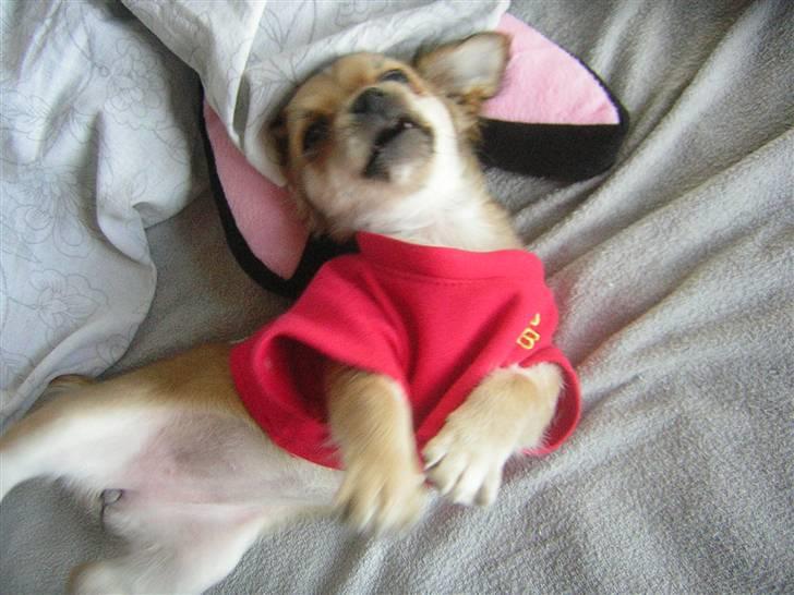 Chihuahua Miss Coco - hi hi, man har vel lov til at se sjov ud :-) billede 8