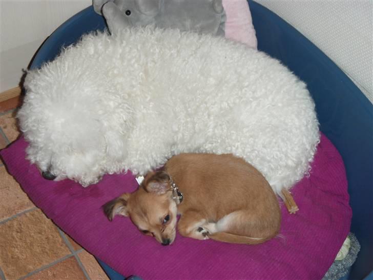 Chihuahua Miss Coco - en lille lur sammen med min nye bedste ven Nanok :-) billede 9