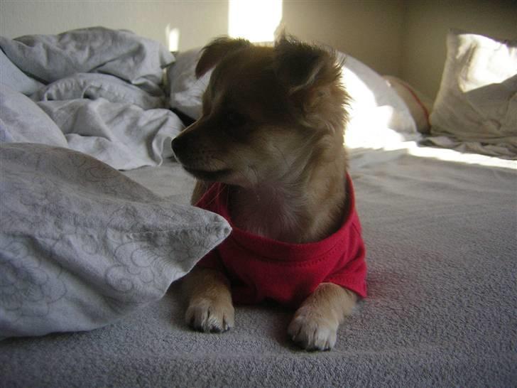 Chihuahua Miss Coco billede 10