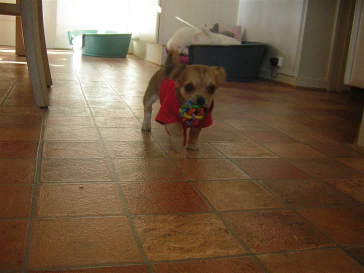 Chihuahua Miss Coco - her kommer jeg luntene med min dejlige bold :-) billede 11